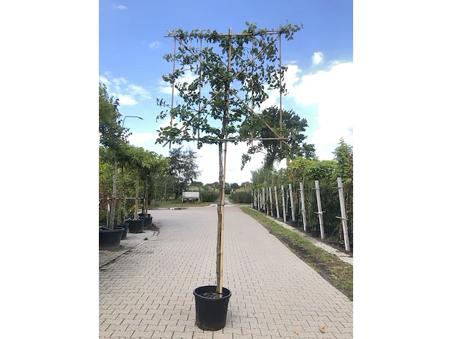 4x haagbeuk carpinus betulus, leiboom, ca. 180 cm stamhoogte - afbeelding 3 van  4