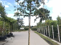 4x haagbeuk carpinus betulus, leiboom, ca. 180 cm stamhoogte - afbeelding 3 van  4