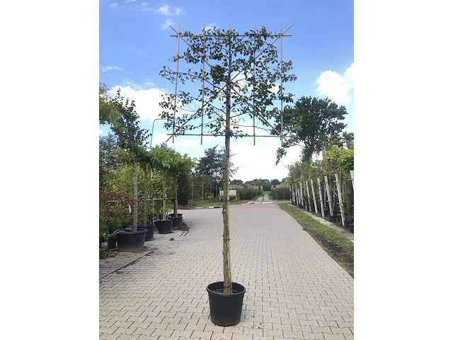 4x haagbeuk carpinus betulus, leiboom, ca. 180 cm stamhoogte - afbeelding 4 van  4