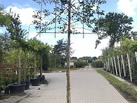 4x haagbeuk carpinus betulus, leiboom, ca. 180 cm stamhoogte - afbeelding 4 van  4