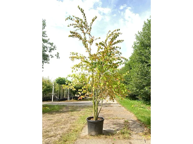 4x hartjesboom cercidiphyllum japonicum, meerstammig, roodgele herfstkleur, ca. 250 cm hoog - afbeelding 1 van  5