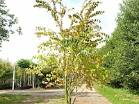 4x hartjesboom cercidiphyllum japonicum, meerstammig, roodgele herfstkleur, ca. 250 cm hoog - afbeelding 1 van  5