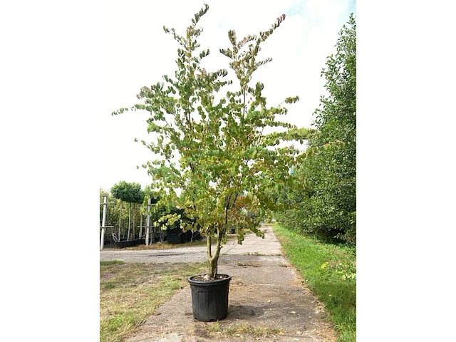 4x hartjesboom cercidiphyllum japonicum, meerstammig, roodgele herfstkleur, ca. 250 cm hoog - afbeelding 2 van  5