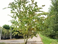 4x hartjesboom cercidiphyllum japonicum, meerstammig, roodgele herfstkleur, ca. 250 cm hoog - afbeelding 2 van  5