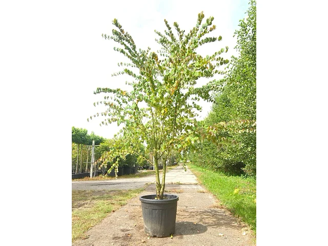 4x hartjesboom cercidiphyllum japonicum, meerstammig, roodgele herfstkleur, ca. 250 cm hoog - afbeelding 3 van  5