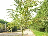 4x hartjesboom cercidiphyllum japonicum, meerstammig, roodgele herfstkleur, ca. 250 cm hoog - afbeelding 3 van  5