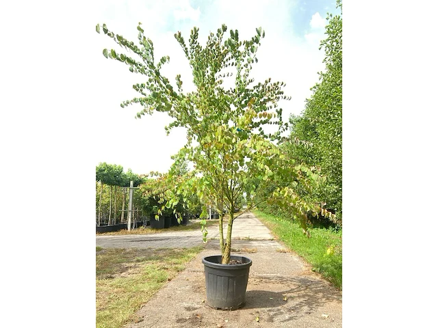 4x hartjesboom cercidiphyllum japonicum, meerstammig, roodgele herfstkleur, ca. 250 cm hoog - afbeelding 4 van  5