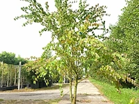 4x hartjesboom cercidiphyllum japonicum, meerstammig, roodgele herfstkleur, ca. 250 cm hoog - afbeelding 4 van  5