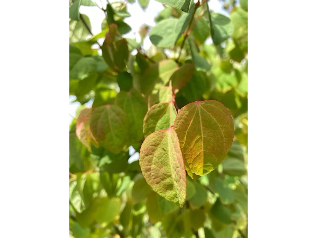 4x hartjesboom cercidiphyllum japonicum, meerstammig, roodgele herfstkleur, ca. 250 cm hoog - afbeelding 5 van  5