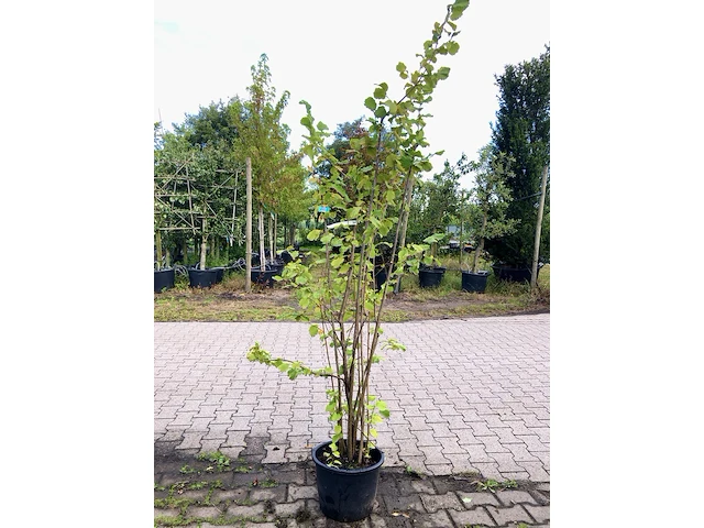 4x hazelaar corylus avellana, sierheester, ca. 200 cm hoog - afbeelding 1 van  4