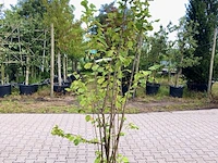4x hazelaar corylus avellana, sierheester, ca. 200 cm hoog - afbeelding 1 van  4