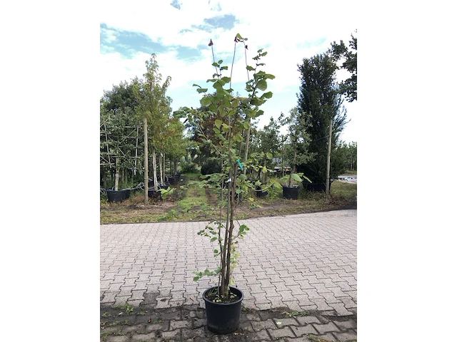 4x hazelaar corylus avellana, sierheester, ca. 200 cm hoog - afbeelding 2 van  4