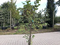 4x hazelaar corylus avellana, sierheester, ca. 200 cm hoog - afbeelding 2 van  4