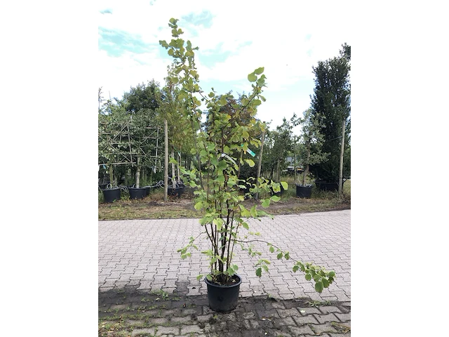 4x hazelaar corylus avellana, sierheester, ca. 200 cm hoog - afbeelding 3 van  4