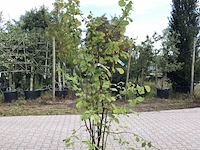 4x hazelaar corylus avellana, sierheester, ca. 200 cm hoog - afbeelding 3 van  4