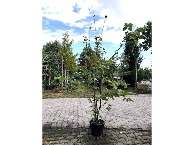 4x hazelaar corylus avellana, sierheester, ca. 200 cm hoog - afbeelding 4 van  4