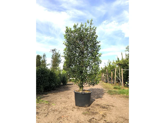 4x hulst ilex 'limsi', solitair, wintergroen, ca. 250 cm hoog - afbeelding 1 van  5