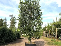 4x hulst ilex 'limsi', solitair, wintergroen, ca. 250 cm hoog - afbeelding 1 van  5