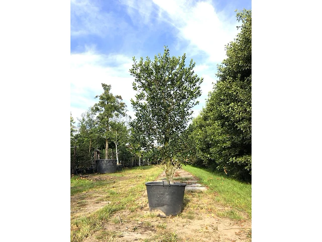 4x hulst ilex 'limsi', solitair, wintergroen, ca. 250 cm hoog - afbeelding 2 van  5