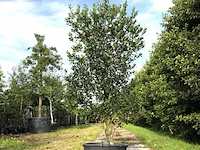 4x hulst ilex 'limsi', solitair, wintergroen, ca. 250 cm hoog - afbeelding 2 van  5