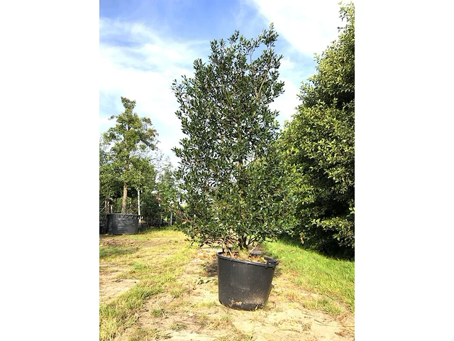 4x hulst ilex 'limsi', solitair, wintergroen, ca. 250 cm hoog - afbeelding 3 van  5