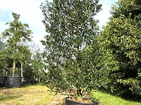 4x hulst ilex 'limsi', solitair, wintergroen, ca. 250 cm hoog - afbeelding 3 van  5
