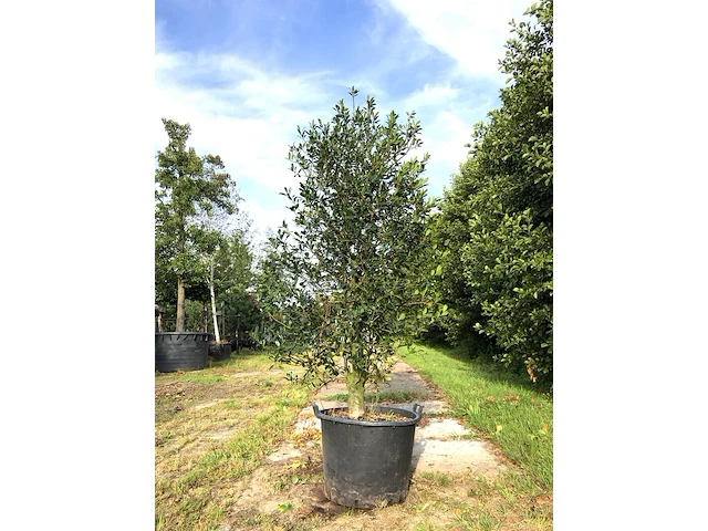 4x hulst ilex 'limsi', solitair, wintergroen, ca. 250 cm hoog - afbeelding 4 van  5