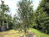 4x hulst ilex 'limsi', solitair, wintergroen, ca. 250 cm hoog - afbeelding 4 van  5