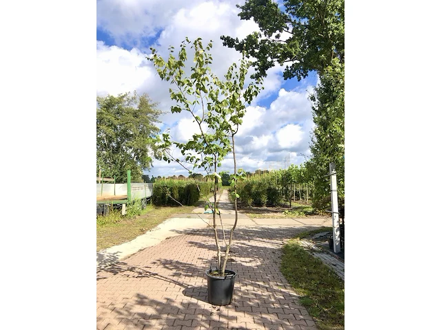 4x japanse berk betula maximowicziana, meerstammig, ca. 250 cm hoog - afbeelding 1 van  4