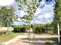 4x japanse berk betula maximowicziana, meerstammig, ca. 250 cm hoog - afbeelding 1 van  4