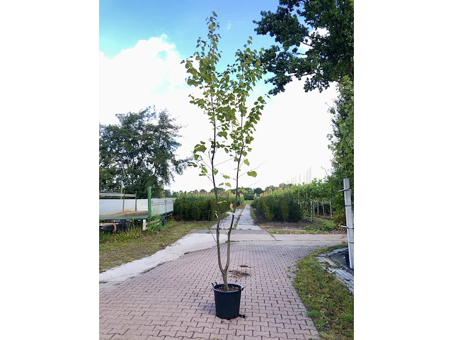 4x japanse berk betula maximowicziana, meerstammig, ca. 250 cm hoog - afbeelding 2 van  4