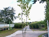 4x japanse berk betula maximowicziana, meerstammig, ca. 250 cm hoog - afbeelding 2 van  4