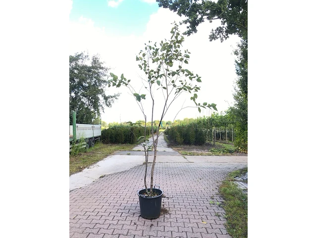 4x japanse berk betula maximowicziana, meerstammig, ca. 250 cm hoog - afbeelding 3 van  4