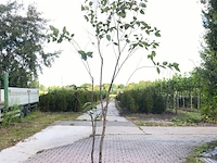 4x japanse berk betula maximowicziana, meerstammig, ca. 250 cm hoog - afbeelding 3 van  4