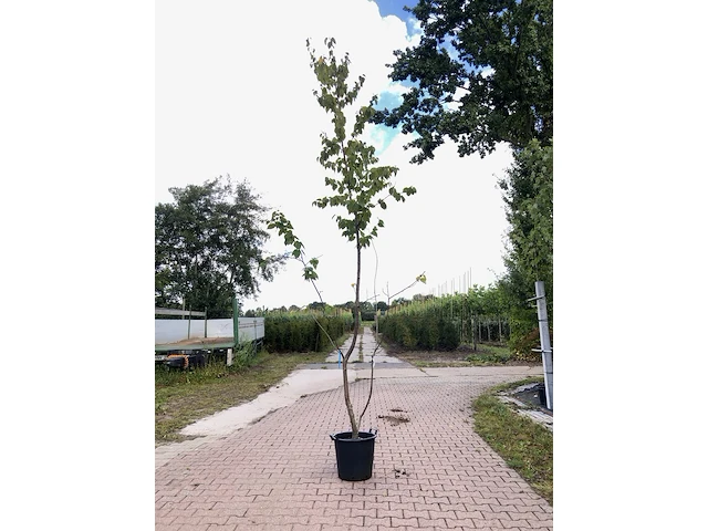 4x japanse berk betula maximowicziana, meerstammig, ca. 250 cm hoog - afbeelding 4 van  4