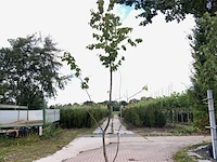 4x japanse berk betula maximowicziana, meerstammig, ca. 250 cm hoog - afbeelding 4 van  4