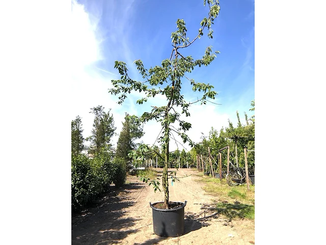 4x kersenboom prunus 'kordia', fruitgaardboom, vruchtdragend, ca. 3 m hoog - afbeelding 1 van  4