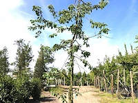 4x kersenboom prunus 'kordia', fruitgaardboom, vruchtdragend, ca. 3 m hoog - afbeelding 1 van  4