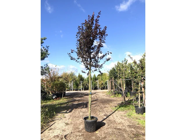 4x kerspruim prunus 'nigra', bloesemboom, roodbladig, ca. 4 m hoog - afbeelding 1 van  5