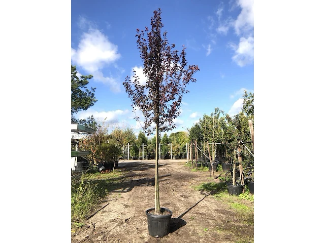 4x kerspruim prunus 'nigra', bloesemboom, roodbladig, ca. 4 m hoog - afbeelding 2 van  5