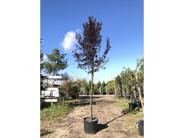 4x kerspruim prunus 'nigra', bloesemboom, roodbladig, ca. 4 m hoog - afbeelding 3 van  5