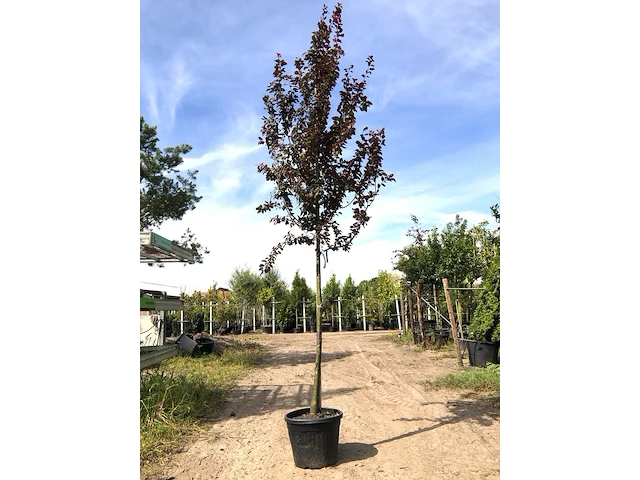4x kerspruim prunus 'nigra', bloesemboom, roodbladig, ca. 4 m hoog - afbeelding 4 van  5