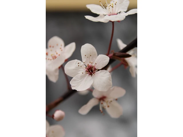 4x kerspruim prunus 'nigra', bloesemboom, roodbladig, ca. 4 m hoog - afbeelding 5 van  5