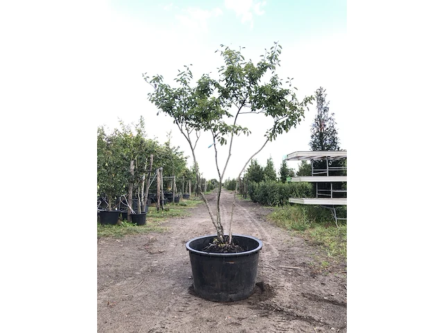 4x krentenboompje amelanchier lamarckii, meerstammig, witte bloesem, ca. 3 m hoog - afbeelding 1 van  5