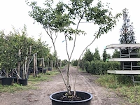 4x krentenboompje amelanchier lamarckii, meerstammig, witte bloesem, ca. 3 m hoog - afbeelding 1 van  5
