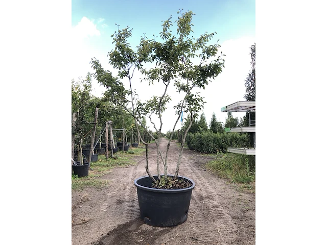 4x krentenboompje amelanchier lamarckii, meerstammig, witte bloesem, ca. 3 m hoog - afbeelding 2 van  5