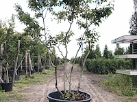 4x krentenboompje amelanchier lamarckii, meerstammig, witte bloesem, ca. 3 m hoog - afbeelding 2 van  5
