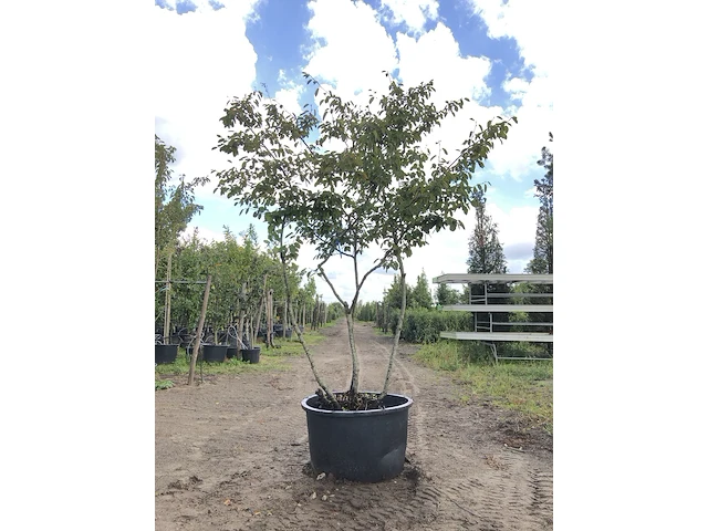 4x krentenboompje amelanchier lamarckii, meerstammig, witte bloesem, ca. 3 m hoog - afbeelding 3 van  5