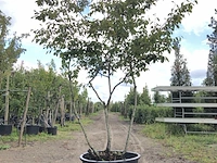 4x krentenboompje amelanchier lamarckii, meerstammig, witte bloesem, ca. 3 m hoog - afbeelding 3 van  5