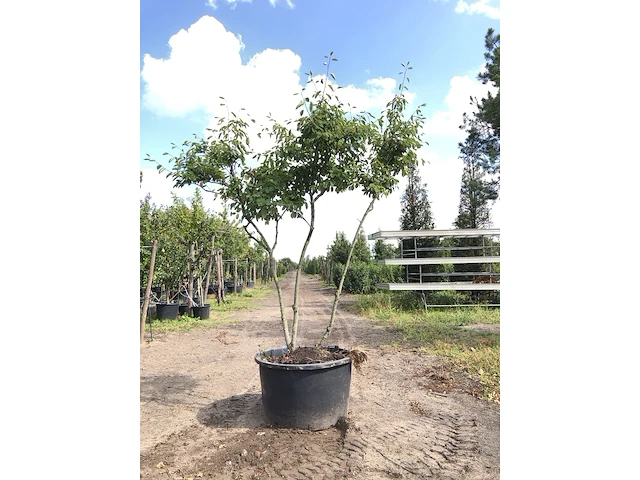 4x krentenboompje amelanchier lamarckii, meerstammig, witte bloesem, ca. 3 m hoog - afbeelding 4 van  5
